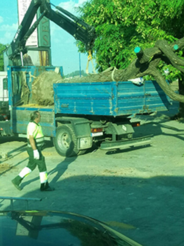 Trabajador supervisando la remoción de ramas de un árbol por un camión grúa en una calle urbana.