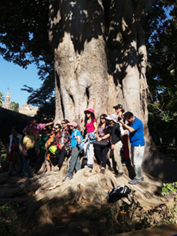 Grupos de personas explorando un árbol grande en un parque soleado.