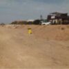 El grupo CANS denuncia la destrucción del sistema dunar delante del chiringuito Moustaky Nuevo Arroyo Hondo(Chipiona) 