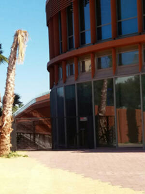 Palmera muerta en Puerta Triana.