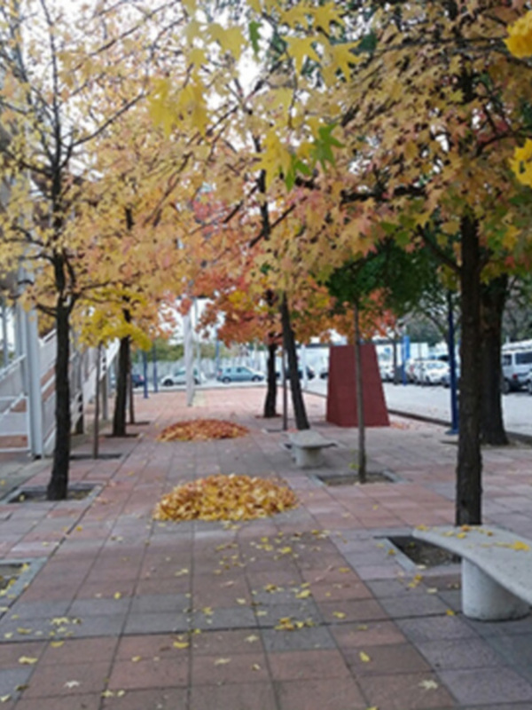 Árboles con hojas de otoño en un paseo urbano con bancos y calles al fondo.