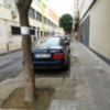 El árbol como anuncio
