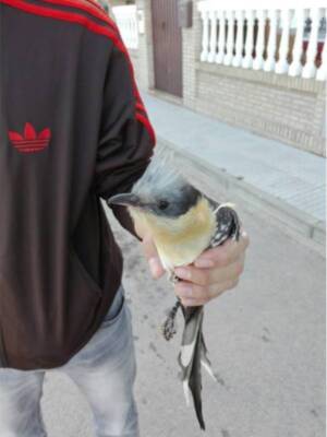 El grupo CANS recuperó durante el inicio febrero varias gaviotas(Chipiona) 