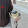 El grupo CANS recuperó durante el inicio febrero varias gaviotas(Chipiona) 