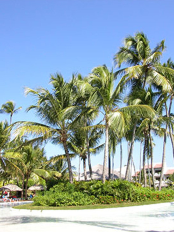 Área de piscina con palmeras y estructuras de sombra en un resort tropical.