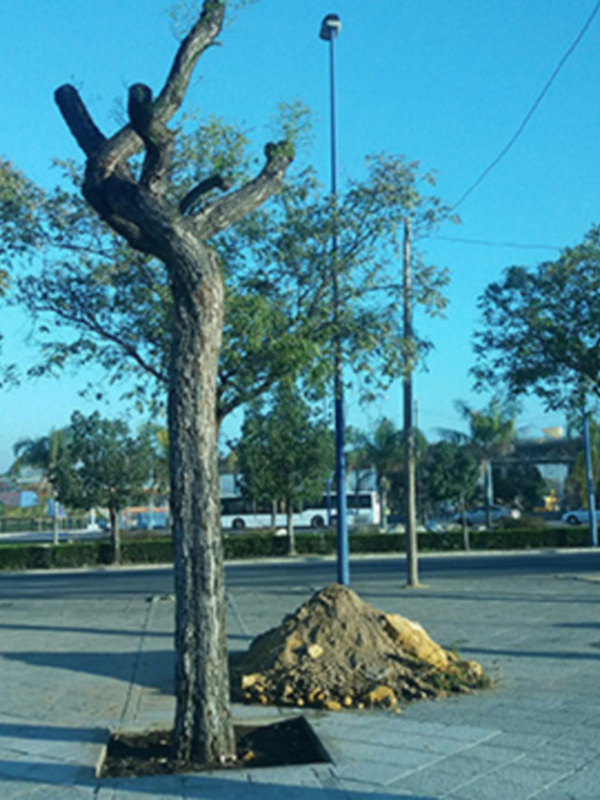 Árbol joven recién plantado en una plaza urbana con cielo azul claro y edificios al fondo.