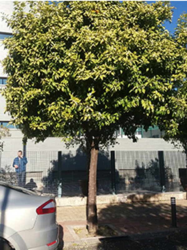 Árboles jóvenes en un entorno urbano con coches y edificios en segundo plano.
