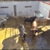 Toros de D. José Luis Marca para Morón.