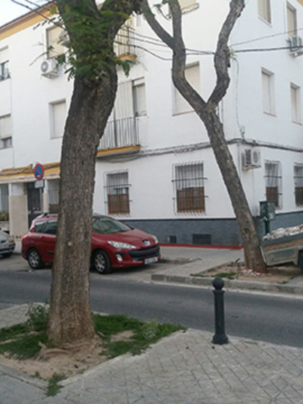 Alcorques en la vía pública