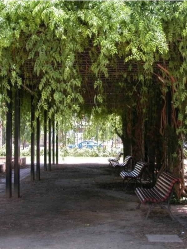 Arbusto trepador en un arco de metal en un parque con bancos y árboles al fondo.