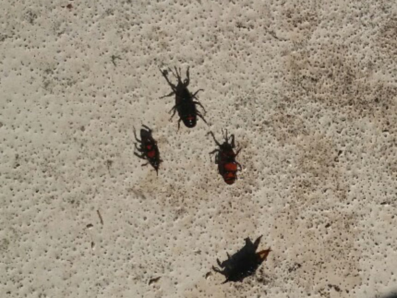 Insectos rojos y negros en una superficie de concreto.