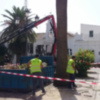 Otras tres palmeras son taladas en Juan Carlos I a causa de la plaga del escarabajo picudo rojo