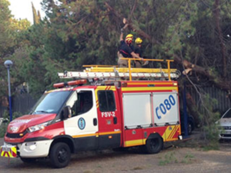 Caída de un árbol en el norte de La Cartuja.