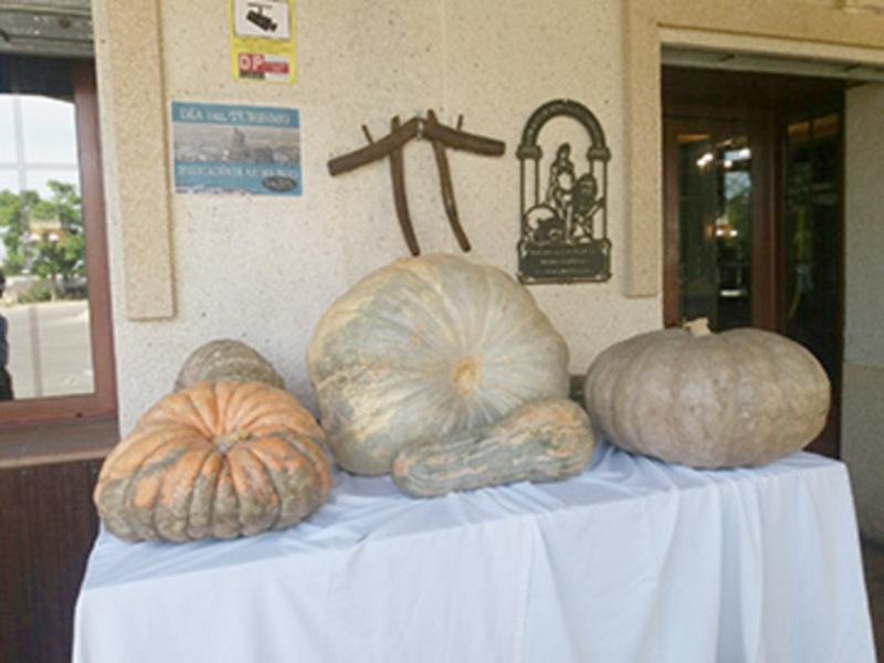 Una colección de calabazas grandes y coloridas en una mesa con mantel blanco, frente a una pared con un cartel de información y una escultura decorativa.