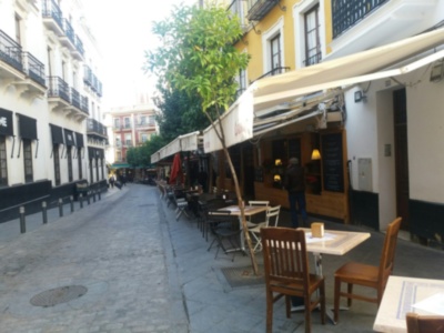 El arbolado en el centro y casco histórico
