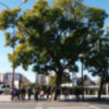 Los contratos de conservación y mantenimiento de las zonas verdes de Sevilla  pendientes de adjudicación.