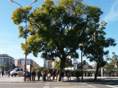 Los contratos de conservación y mantenimiento de las zonas verdes de Sevilla  pendientes de adjudicación.