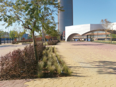 El 30% de los jóvenes y el 15% de los mayores padecen alergias al polen.