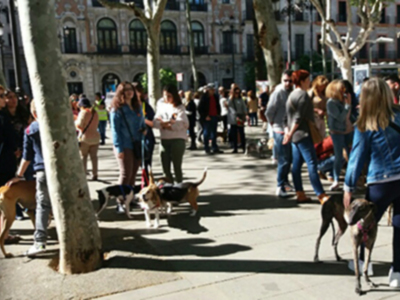 Reunión de personas en Plaza Nueva para protestar por el maltrato animal