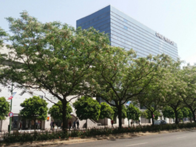 Espectacular floracion de los Cinamomos en las calles de Sevilla