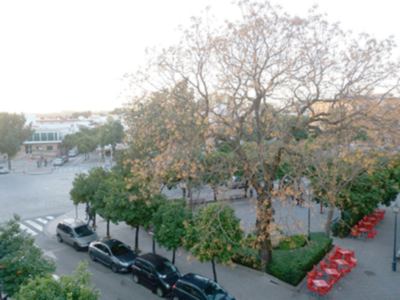 Los contratos de conservación y mantenimiento de las zonas verdes de Sevilla  siguen pendientes de adjudicación.