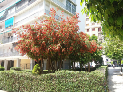 Espectacular floración de los Callistemon en los parques y jardines de Sevilla