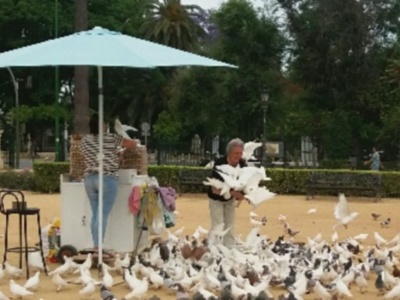 El parque de María Luisa es el parque preferido por los turistas que visitan Sevilla.