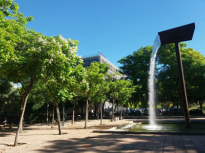 Florecen las Catalpas en Sevilla