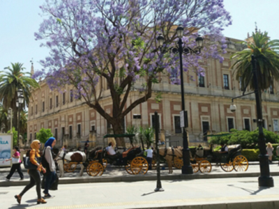 El arbolado de Sevilla se llena de colores