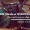 Casi 100.000 personas han firmado ya para apoyar la Ley General de Bienestar y Protección de los Animales de PACMA