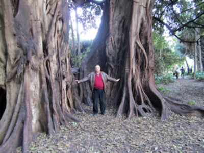 Por qué se caen los árboles adultos