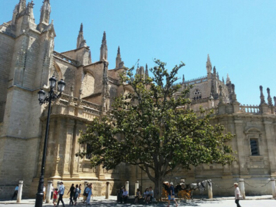 Por qué se caen los árboles ?