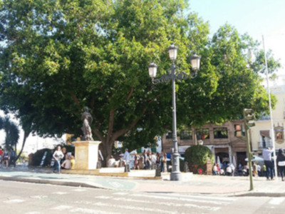 El Ficus del Altozano un monumento a la vida