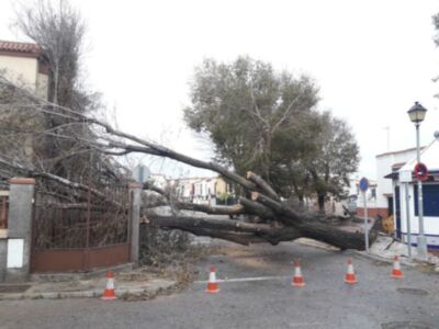 El temporal deja en la localidad árboles caídos y algunos daños materiales, aunque sin demasiada gravedad
