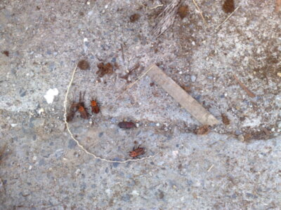 El Picudo una plaga en extinción en los parques y jardines de Sevilla