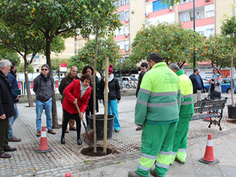 Los trabajos de plantaciones de nuevos árboles en la ciudad siguen por Casco Antiguo y Triana