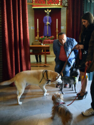 El día de San Antón se bendijo todas clases de animales en la parroquia de Las Flores,