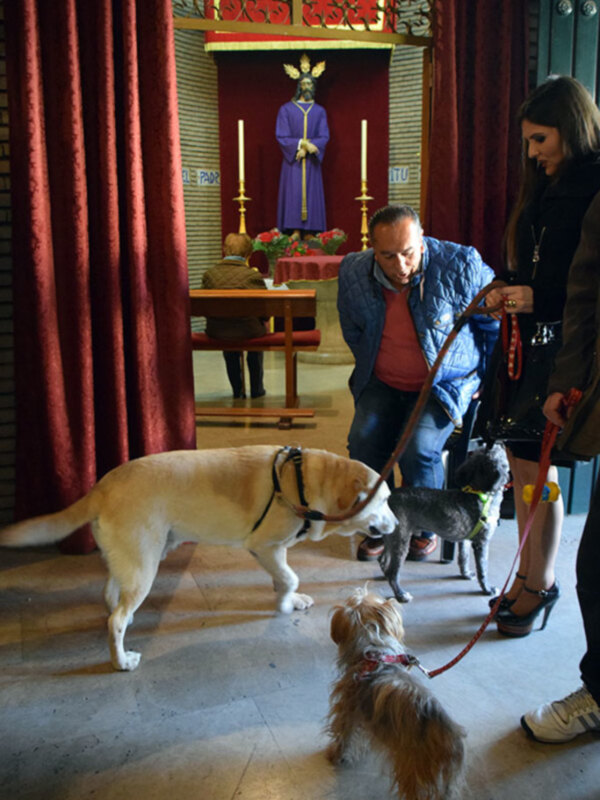 El día de San Antón se bendijo todas clases de animales en la parroquia de Las Flores,