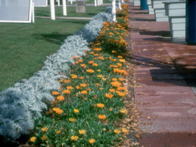 Madrid es la ciudad de España que más dinero invierte en el mantenimiento de los parques y jardines públicos 116,26 euro por habitante al año.