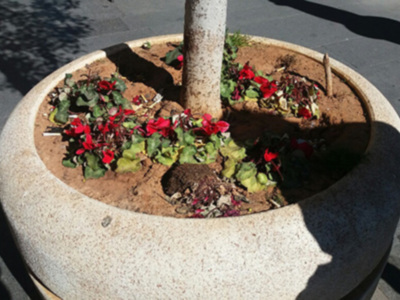 Daños en maceteros próximos a la tienda del Sevilla FC