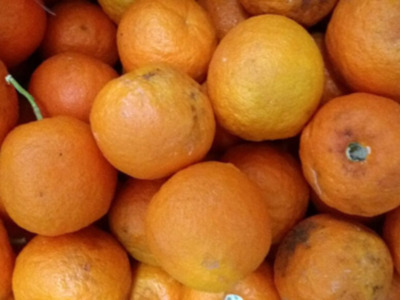 La receta para cocinar la mermelada de naranja amarga con naranjas de Sevilla para los lectores de sevillapress.com.