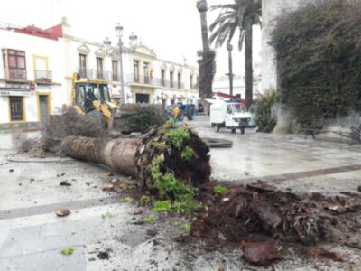 Parques y Jardines elimina los restos de las palmeras afectadas por el picudo rojo para plantar cocos plumosos en Juan Carlos I