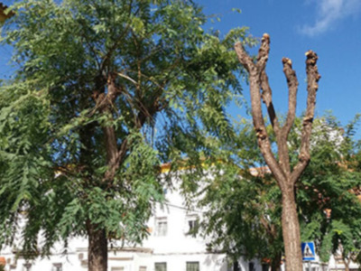 En tan solo dos o tres meses el árbol situado a la derecha de la imagen, tendrá un aspecto muy parecido al árbol situado a la izquierda.