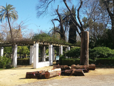 Responsabilidad en accidentes provocados por caídas de árboles