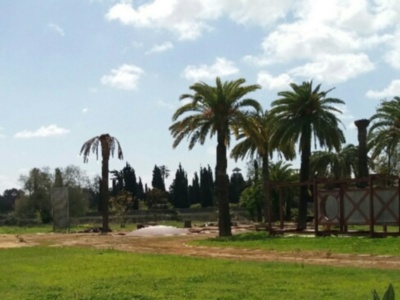 Las palmeras de Sevilla vuelven a ser atacadas por la plaga del Picudo