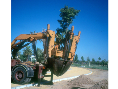 Trasplantar árboles con garantía, es posible