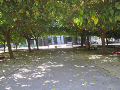 La sombra del árbol un gran valor