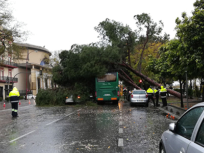 Los pinos, plátanos, tipuanas, jacarandas, ficus y olmos plantados en la ciudad necesitan un mantenimiento diferenciado
