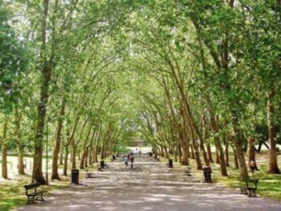 La Arboricultura tomada en serio: valorar al arborista para proteger al ciudadano y al árbol.