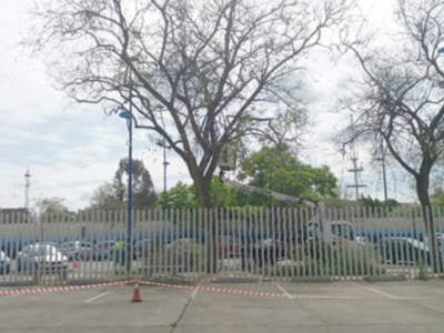 Poda de Tipuanas en el Camino de los Descubrimientos